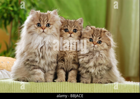 Trois chats persans - chatons assis Banque D'Images