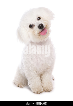 Bichon Frisé - chien assis - cut out Banque D'Images