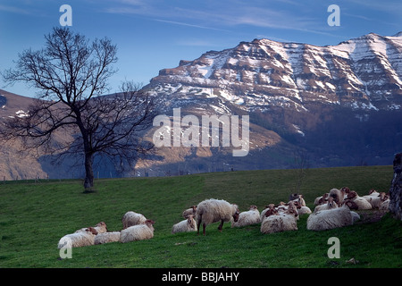 Troupeau de moutons d'Ovis aries et de montagnes enneigées. La vallée de Soba , Cantabrie, Espagne, Europe Banque D'Images