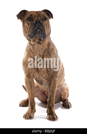 Victorian bulldog - assis - Freisteller Banque D'Images