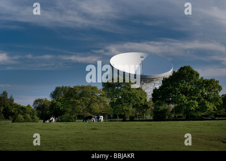 Vaches qui paissent dans le pré en face de radiotélescope de Jodrell Bank withington cheshire royaume uni Banque D'Images