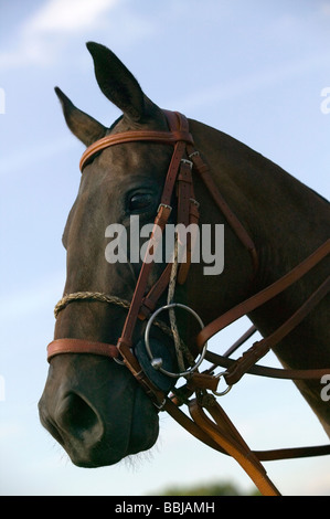 Tête d'un poney de Polo Banque D'Images