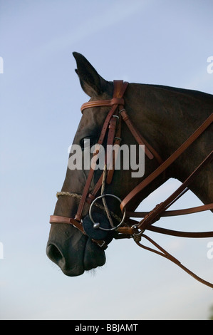 Tête d'un poney de Polo Banque D'Images