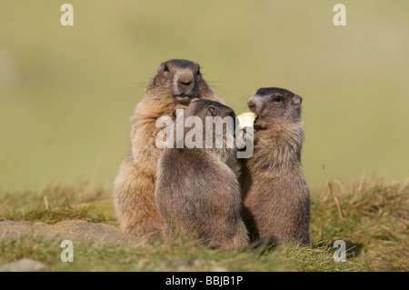 Trois marmottes alpines - Something / Marmota marmota Banque D'Images