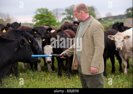 Agriculteur dans la zone lecture tags bovins électronique avec une étiquette électronique lecture Northumberland stick Banque D'Images