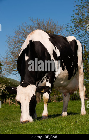 L'herbe de pâturage des vaches laitières Holstein Cumbria Banque D'Images