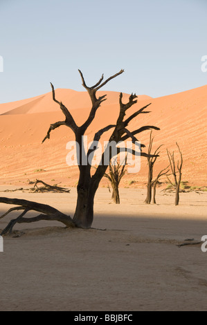 Camelthorn Arbres morts, Arcacia Erioloba, Deadvlei, près de Sossusvlei, le Parc du désert Naukluft Sesriem, Namibie, Banque D'Images