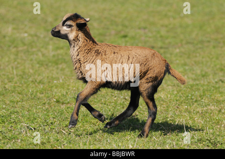 Cameroun moutons - balades d'agneau on meadow Banque D'Images