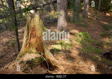 Souche d'arbre dans la forêt, le parc Algonquin, en Ontario Banque D'Images