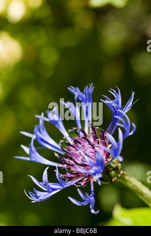 Bleuet vivace, centaurea montana, dans un jardin Banque D'Images