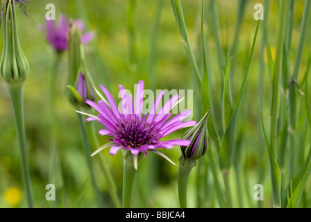 Fleur de la pourpre, salsifis Tragopogon porrifolius, sur un allotissement à South Yorkshire Angleterre Banque D'Images