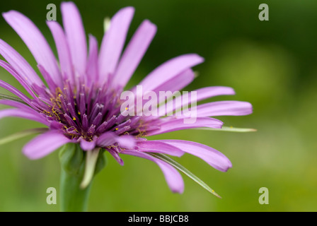 Fleur de la pourpre, salsifis Tragopogon porrifolius, sur un allotissement à South Yorkshire Angleterre Banque D'Images