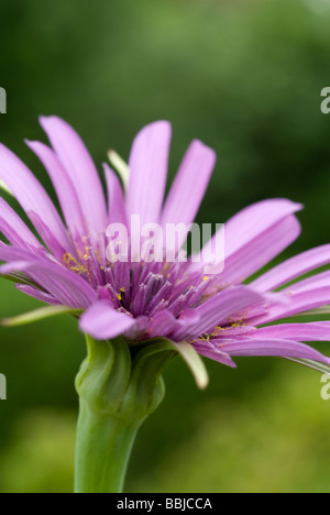 Fleur de la pourpre, salsifis Tragopogon porrifolius, sur un allotissement à South Yorkshire Angleterre Banque D'Images