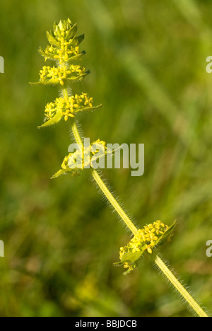 Cruciata laevipes Crosswort (Galium cruciata) ou en fleur Banque D'Images