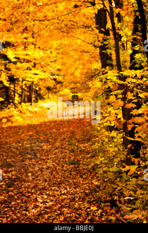 Parcours dans le groupe d'arbres en automne coloré park Banque D'Images