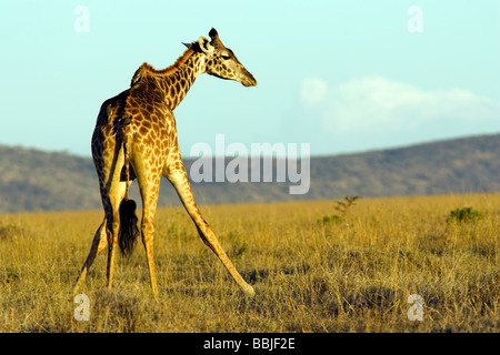 Les Girafes Masai - Masai Mara National Reserve, Kenya Banque D'Images