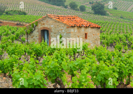 Vieille cabane dans un vignoble Minervois Languedoc-Rousillon France Printemps Banque D'Images