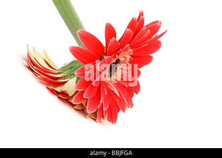 Gerbera rose sur fond blanc Banque D'Images