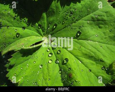 Les gouttelettes d'eau sur les feuilles d'Alchemilla mollis plante, mieux connue sous le nom d'alchémille Jardin Banque D'Images