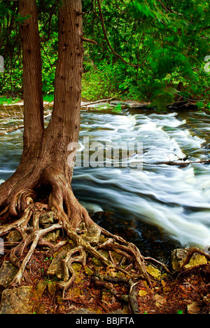 Eau par arbre en rivière rapide en Ontario Canada Banque D'Images