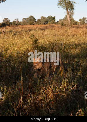 Une femme lion cub tiges sa proie. Les chutes Victoria, le parc national de Hwange, Zimbabwe. Banque D'Images