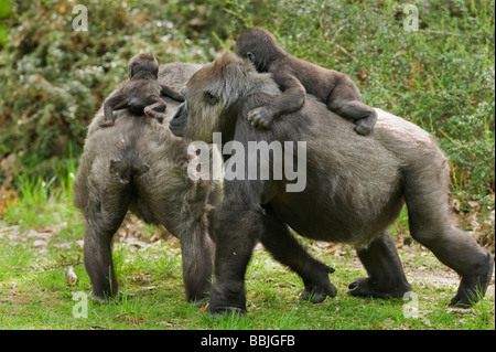 Gorille des basses terres de l'Ouest (Gorilla g. gorilla). Captive, Apenheul, pays-Bas. Les femmes avec jeunes. Banque D'Images