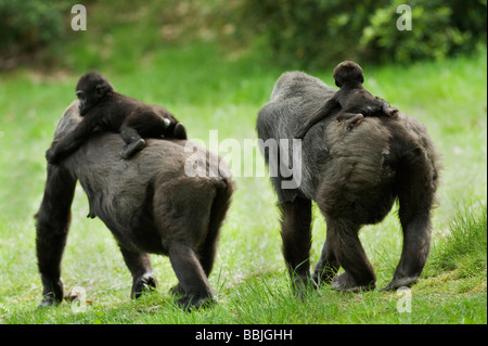 Gorille des basses terres de l'Ouest (Gorilla g. gorilla). Captive, Apenheul, pays-Bas. Les femmes avec jeunes. Banque D'Images