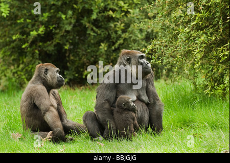 Gorille des basses terres de l'Ouest (Gorilla g. gorilla). Captive, Apenheul, pays-Bas. Les femmes avec jeunes. Banque D'Images