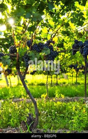 Purple grapes growing sur vigne en plein soleil Banque D'Images