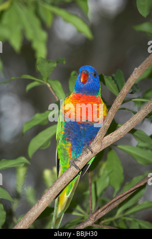 Rainbow Lorikeet Trichoglossus haematodus Australie Banque D'Images