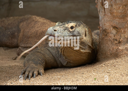 Dragon de Komodo Varanus komodoensis Zoo Taronga Sydney New South Wales Australie Banque D'Images