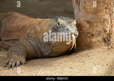 Dragon de Komodo Varanus komodoensis Zoo Taronga Sydney New South Wales Australie Banque D'Images