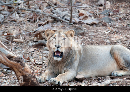 Homme célibataire Lion Sasan Gir Banque D'Images