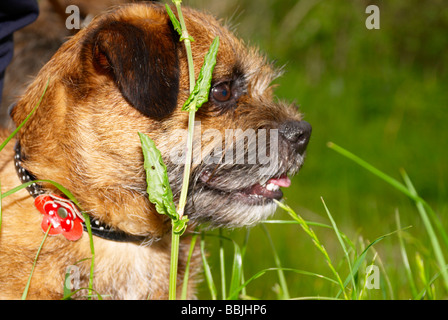 Border terrier dans les hautes herbes (tandis que dehors sur un pied) Banque D'Images