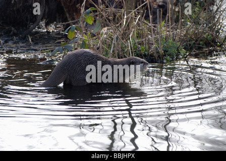 Bref un Oriental griffé Otter sur le point de traverser une petite rivière Banque D'Images