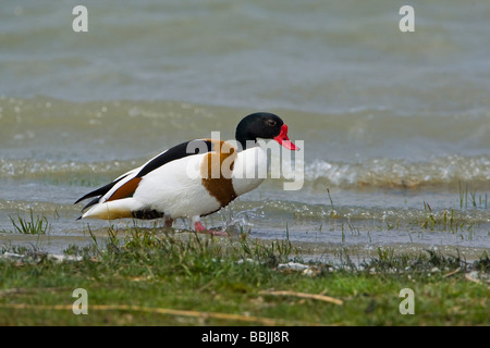 Tadorne casarca tadorna Tadorna () Banque D'Images