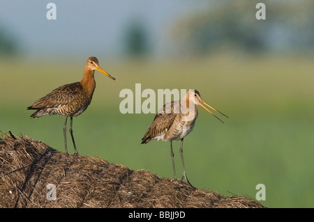 Barge à queue noire (Limosa limosa) Banque D'Images