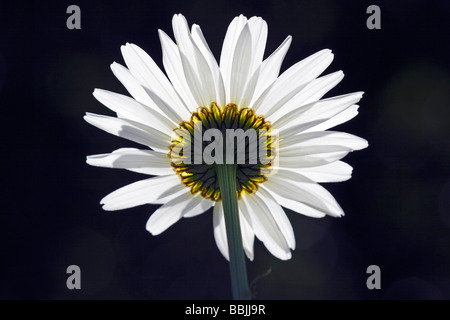 Marguerite oxeye daisy, lune, Marguerite, de s'épanouir à rétroéclairage (Leucanthemum vulgaris) Banque D'Images