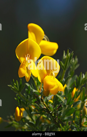 Commune de floraison à balais (Cytisus scoparius, Genista scoparia), plante toxique Banque D'Images