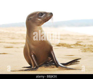 Un pup lion de mer sur Balboa Beach, en Californie. Banque D'Images