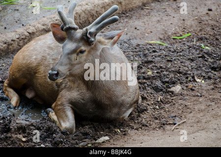 Sambar mâle Cerf (Cervus unicolor niger) Banque D'Images