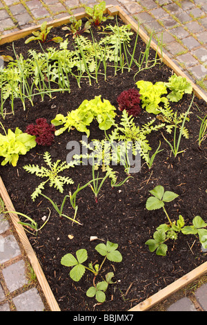 Lit de légumes relevée sur parcelle jardin patio fabriqué à partir d'une charpente en bois en bois avec des légumes d'été Banque D'Images