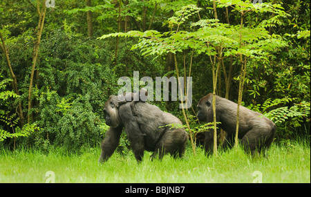 Gorille des basses terres de l'Ouest (Gorilla g. gorilla). Captive, Apenheul, pays-Bas. Les femmes avec jeunes. Banque D'Images