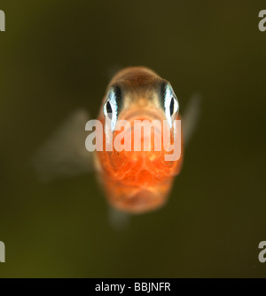 Épinoche à trois hommes Gasterosteus aculeatus en couleurs montrant les caractéristiques de reproduction des yeux bleus et un corps rouge Banque D'Images