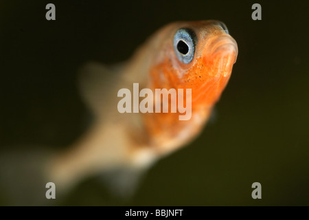 Épinoche à trois hommes Gasterosteus aculeatus en couleurs montrant les caractéristiques de reproduction des yeux bleus et un corps rouge Banque D'Images