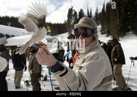 Whiskey Jack ou geai gris en prenant des aliments provenant d'un côté les skieurs sur le mont Whistler Banque D'Images