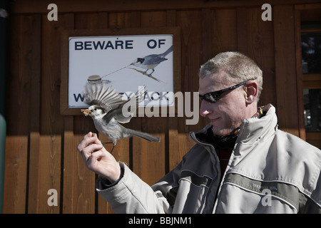 Whiskey Jack ou geai gris la prise d'une main à l'avant d'un méfiez-vous de ces oiseaux signe sur le mont Whistler Banque D'Images