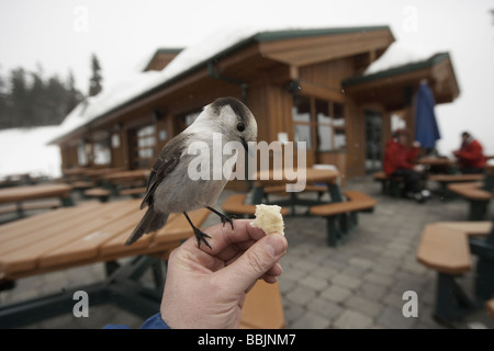 Whiskey Jack ou geai gris en prenant des aliments provenant d'un main sur Whistler Mountain pour une partie des Jeux Olympiques d'hiver de 2010 Banque D'Images