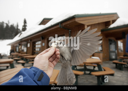 Whiskey Jack ou geai gris en prenant des aliments provenant d'un côté sur le mont Whistler Banque D'Images