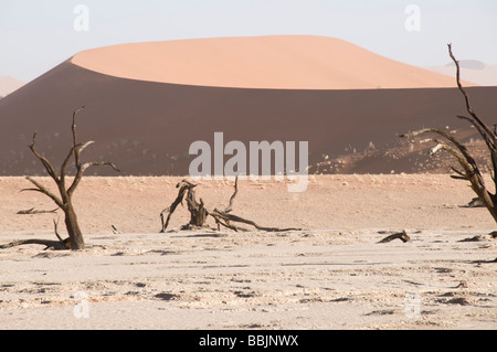 Camelthorn Arbres morts, Arcacia Erioloba, Deadvlei, près de Sossusvlei, le Parc du désert Naukluft Sesriem, Namibie, Banque D'Images